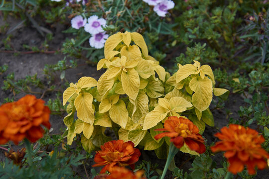 Yellow-leaved ornamental plant surrounded by orange marigold blooms in garden bed under soft daylight, close front-facing view