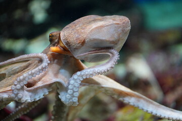 octopus in aquarium © Ohayoukansai