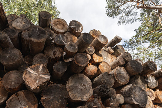 Rustic stack of cut logs and timber piled in a forest clearing, showing tree rings, rough bark textures and natural light filtering through surrounding pines and birches