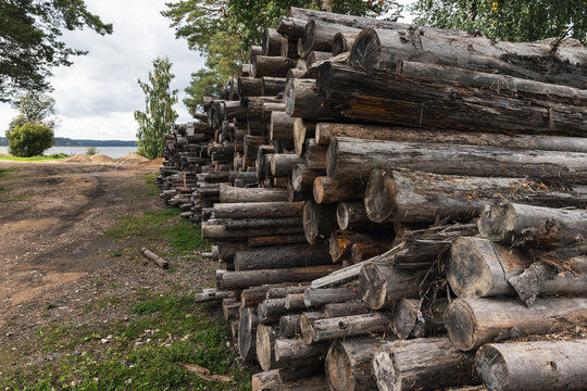 Large stacks of cut timber and logs lie beside a dirt path near a lake, framed by pine and birch trees; a rustic logging and timber storage scene conveying rural industry and nature