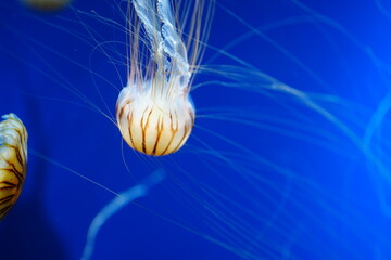 jellyfish in blue water © Ohayoukansai