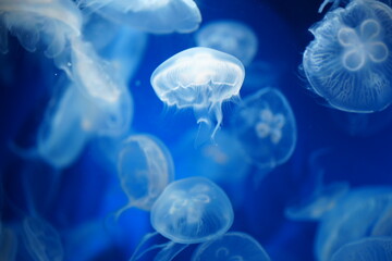 jelly fish in the water © Ohayoukansai