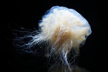 jellyfish in aquarium © Ohayoukansai