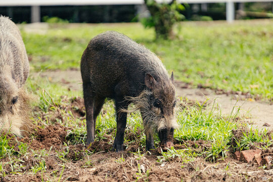 Bornean bearded pig foraging on grass
