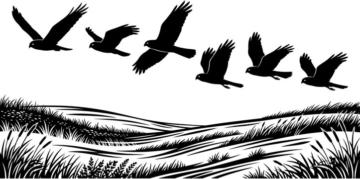birds flying over grassland silhouette vector set, raptors soaring above grassy fields, wetland nature scene, isolated black graphics collection   