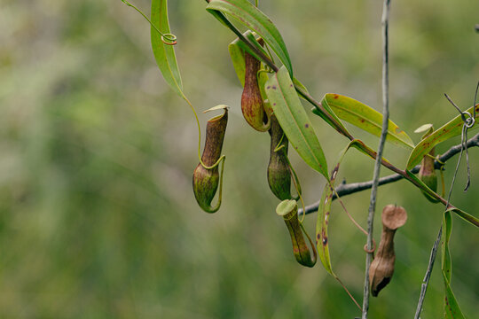 Nepenthes pitcher plants among tropical foliage