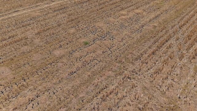 Aerial view of drought affected rice field with cracked dry soil in Wedung, Central Java, Indonesia.