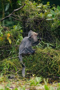 Silvered leaf monkey climbing through vegetation