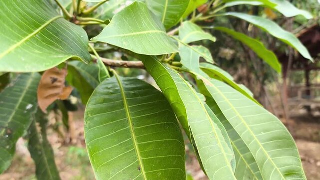 Close up of fresh green mango tree leaves growing outdoors in tropical fruit garden