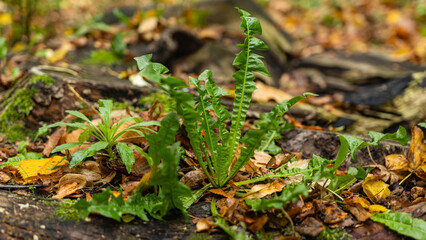 Green dandelion leaves growing among fallen autumn leaves in forest © Serhii Bukovskyi