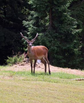 Red deer stag with velvet antlers on a clearing between Palas and Trnova hora, Rychleby Mountains, Czech Republic