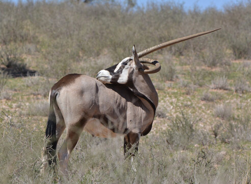 Gemsbok Oryx with deformed curled horn grooming in Kalahari