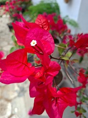 red hibiscus flower © Laeli