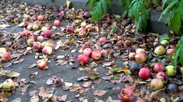 Fallen red and green apples, some bruised and rotting, scattered on the ground among dry autumn leaves next to a garden wall in Turkey