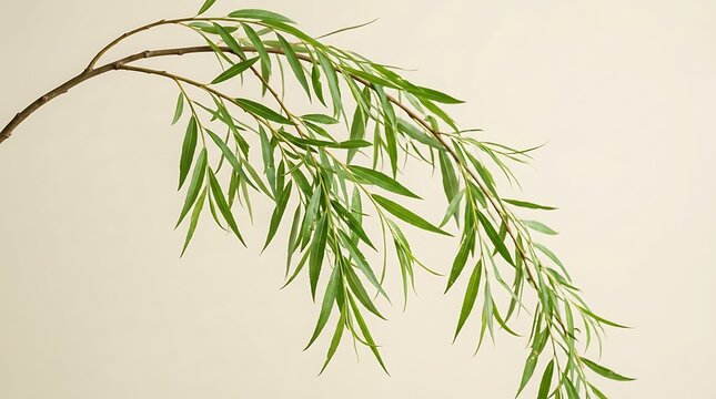 Green willow branch with fresh leaves arching gracefully against light background studio lighting