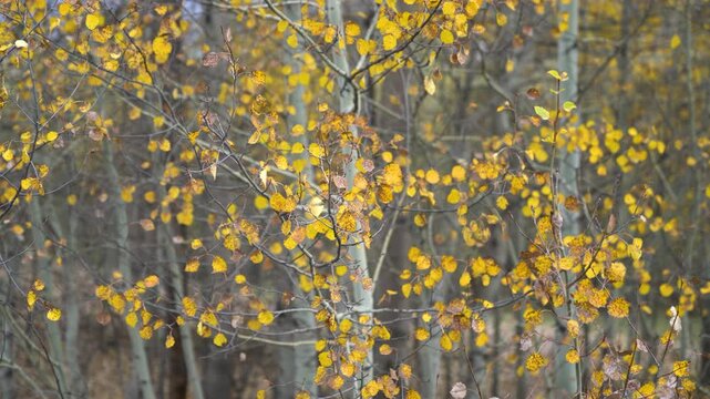 Grove of young slender trees with pale trunks and bright yellow autumn leaves trembling in the wind, a dense fall woodland in the highlands of Turkey