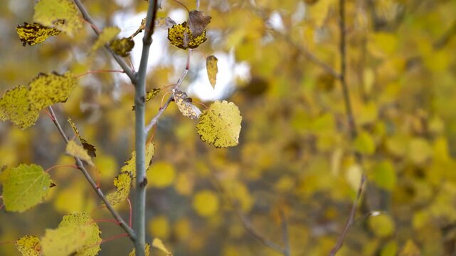 Close-up of spotted yellow autumn leaves on a slender pale branch swaying slightly, with yellow fall foliage blurred behind, an autumn scene from Turkey