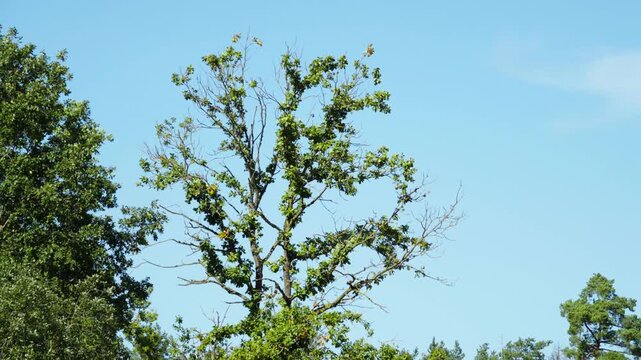An ancient oak tree featuring sparse green foliage and weathered dry branches stands tall against a vibrant clear blue sky on a sunny day.