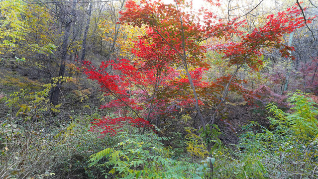 Beautiful Fall Foliage of Maple Trees in Natural Woodland