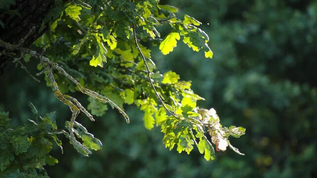Sunlight illuminates vibrant green oak leaves and gnarled branches of a mature tree in a peaceful summer forest as tiny insects flutter in the warm air.