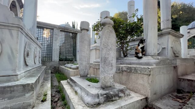 Eyup cemetery in Istanbul, Turkey, a calico cat sitting on a tomb among carved marble Ottoman tombstones and graves