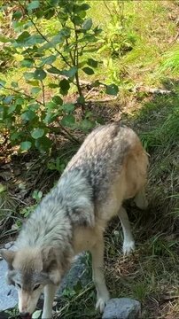 Two grey wolves rest in a sunlit forest clearing in a wildlife enclosure, one wolf sitting and another lying down among green grass and trees on a sunny day.