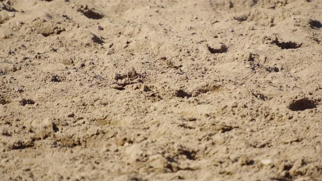 Textured sandy soil of an outdoor equestrian arena is covered with numerous horseshoe impressions and depressions under bright daylight.