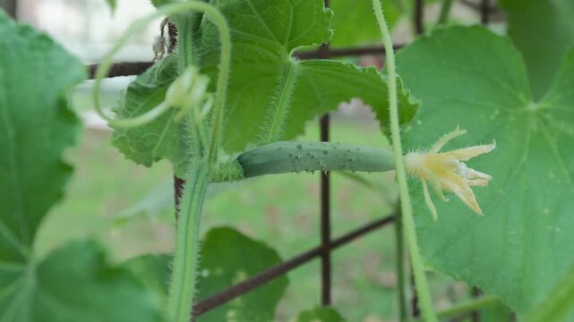 Extreme close up of a small, unripe cucumber with a yellow flower still attached. The green cucumber vine is growing on a metal trellis