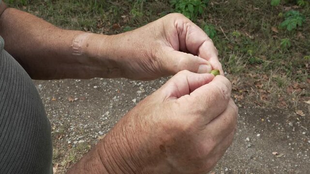 Elderly man's hands carefully shelling a fresh green edamame pod, revealing the beans inside. The healthy soybean falls into his open palm. Organic farming and agriculture concept