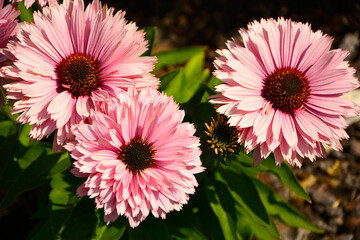 różowe kwiaty jeżówki purpurowej, Echinacea purpurea, odmiana "Sunseekers Salmon", purple coneflower, hedgehog coneflower, eastern purple coneflower, blooming coneflowers © kateej