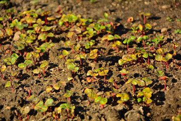 wschodzące nasiona gryki, siewki gryki z dwoma młodymi liśćmi rosnące na grządce (Fagopyrum), Buckwheat seedlings grow in the soil, buckwheat seedlings with two young leaves growing in a garden bed,  © kateej