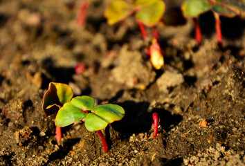 wschodzące nasiona gryki, siewki gryki z dwoma młodymi liśćmi rosnące na grządce (Fagopyrum), Buckwheat seedlings grow in the soil, buckwheat seedlings with two young leaves growing in a garden bed,  © kateej