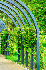 metalowy łuk nad ścieżką, porośnięty pnączami, metalowa pergola z pnączami, łukowata pergola nad parkową aleją, metal arch over the path, covered in climbing plants, arched pergola for climbing plants © kateej