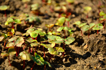 wschodzące nasiona gryki, siewki gryki z dwoma młodymi liśćmi rosnące na grządce (Fagopyrum), Buckwheat seedlings grow in the soil, buckwheat seedlings with two young leaves growing in a garden bed,  © kateej