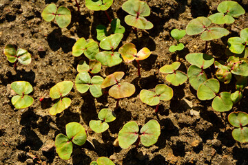 wschodzące nasiona gryki, siewki gryki z dwoma młodymi liśćmi rosnące na grządce (Fagopyrum), Buckwheat seedlings grow in the soil, buckwheat seedlings with two young leaves growing in a garden bed,  © kateej
