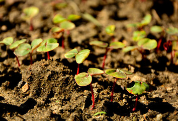 wschodzące nasiona gryki, siewki gryki z dwoma młodymi liśćmi rosnące na grządce (Fagopyrum), Buckwheat seedlings grow in the soil, buckwheat seedlings with two young leaves growing in a garden bed,  © kateej