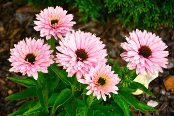 różowe kwiaty jeżówki purpurowej, Echinacea purpurea, odmiana "Sunseekers Salmon", purple coneflower, hedgehog coneflower, eastern purple coneflower, blooming coneflowers © kateej