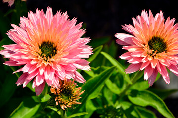 różowe kwiaty jeżówki purpurowej, Echinacea purpurea, odmiana "Sunseekers Salmon", purple coneflower, hedgehog coneflower, eastern purple coneflower, blooming coneflowers © kateej
