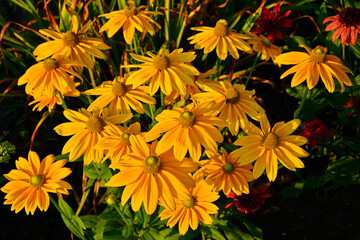Rudbekia owłosiona Sunbeckia ‘Ophelia’ (Rudbeckia hirta), duże, żółte kwiaty rudbekii odmiana, Rudbeckia ‘Ophelia’ (Sunbeckia series) an ornamental variety of rudbeckia with large, yellow flowers © kateej