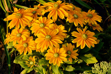 Rudbekia owłosiona Sunbeckia ‘Ophelia’ (Rudbeckia hirta), duże, żółte kwiaty rudbekii odmiana, Rudbeckia ‘Ophelia’ (Sunbeckia series) an ornamental variety of rudbeckia with large, yellow flowers © kateej