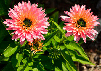 różowe kwiaty jeżówki purpurowej, Echinacea purpurea, odmiana "Sunseekers Salmon", purple coneflower, hedgehog coneflower, eastern purple coneflower, blooming coneflowers © kateej