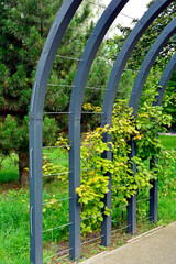 metalowy łuk nad ścieżką, porośnięty pnączami, metalowa pergola z pnączami, łukowata pergola nad parkową aleją, metal arch over the path, covered in climbing plants, arched pergola for climbing plants © kateej