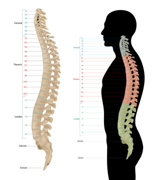 Human Vertebral Column Anatomy in Lateral Views with Color Coded Spinal Regions.  Spinal Anatomy Illustration with Cervical, Thoracic, Lumbar, Sacrum and Coccyx Labels