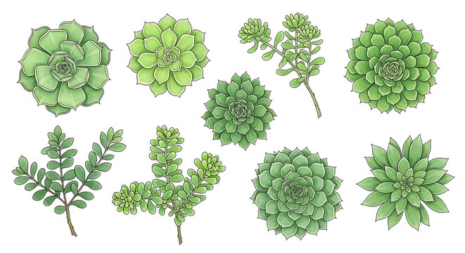 Various Green Succulent Plants with Diverse Shapes Displayed on a Clean White Background Perfect for Natural Decor and Botanical Designs