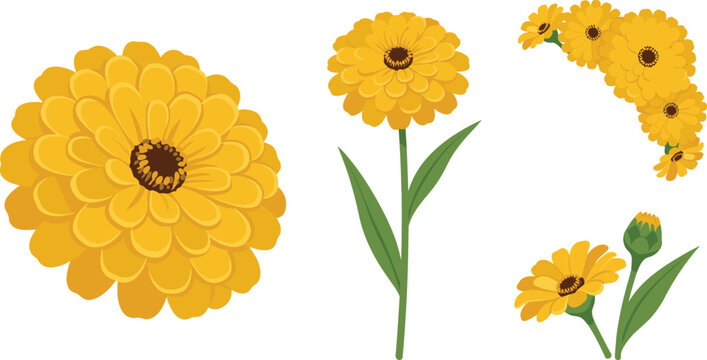 Vibrant Yellow Calendula Marigold Flower Vector Set with Isolated Blossoms Buds Green Leaves and Curved Corner Garland Arrangements for Bright Fall Designs