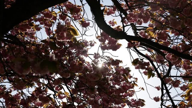 Pink prunus cherry blossom flowers on tree branches with bright sunburst filtering through canopy under clear blue sky in spring