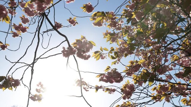 Pink prunus cherry blossom branches with delicate flowers and bronze spring leaves backlit by bright sunlight under clear sky
