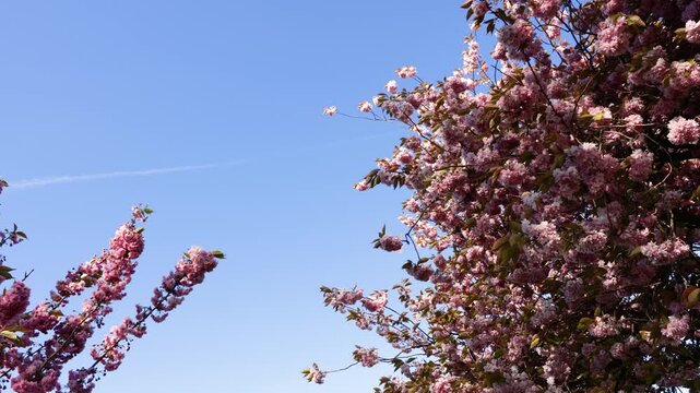 Dense pink prunus cherry blossom tree branches covered in blooming flowers and golden spring leaves against clear blue sky