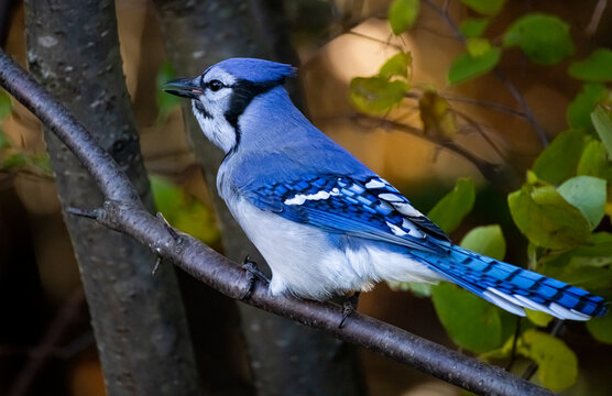 Blue Jay
