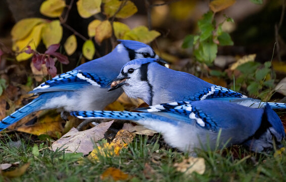Blue Jay
